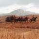 Screenshot: Red Dead Redemption 2/Rockstar Games
